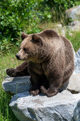 Fototapeta premium europäischer Braunbär sitzend auf Felsen