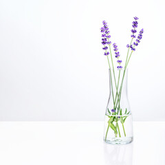 Bunch of purple lavender flowers in test glass on white background. Aromatherapy and essential oil,...