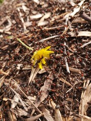 flower on the ground