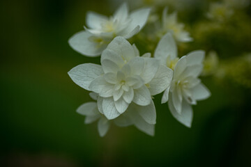 close up of a white flower