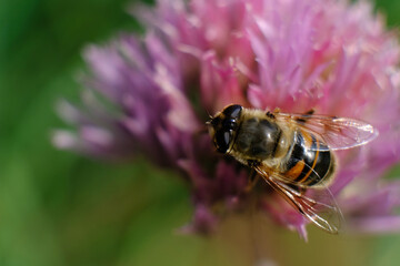 Hover Flies are common garden visitors, sipping nectar from flowers. Some flies are mimics -- they have black and yellow bands that make them look like bees and wasps.