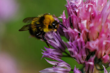 A macro shot of a bumblebee collecting pollen from a butterfly bush.