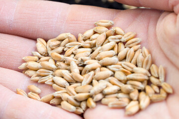 a large number of grains