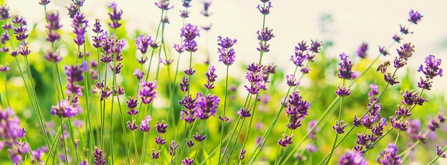 Blooming lavender in the garden. Selective focus. - obrazy, fototapety, plakaty
