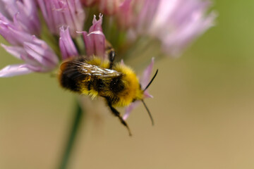 A macro shot of a bumblebee collecting pollen from a butterfly bush.
