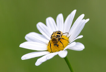 Eurasian bee beetle (Trichius fasciatus) collects daisy honey