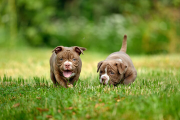 Cute puppies run and frolic on the green grass, American bull puppies run on the green lawn