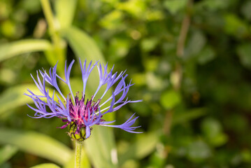 Mountain Cornflower flower on the floral blurry background with space for text. Centaurea montana.