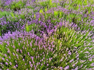 Obraz premium Field of lavender, lavandula angustifolia, background.