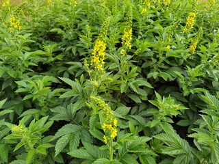 Agrimonia eupatoria. Common agrimony yellow flowers.