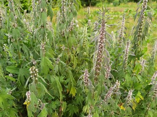 Leonurus cardiaca, mother wort, throw wort, medicinal plant.