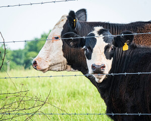 Calf looking at camera from behind 4-strand wire
