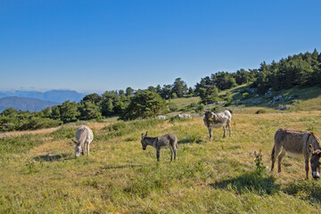 Naklejka na ściany i meble ânes sur le mont Ventoux