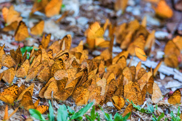 Lots of butterfly in springtime