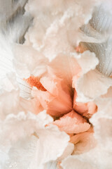 Floral backdrop made of macro close up delicate gladiolus pink and yellow gradient colored flower with pistils, flower macro photo