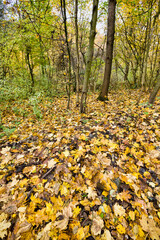 specific autumn weather