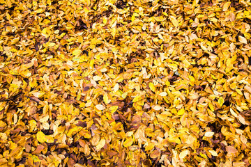 yellow foliage