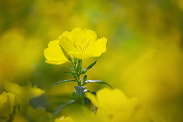 Yellow summer flowers in a garden. Evening Primrose, Oenothera
