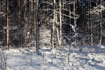 winter day after a snowfall