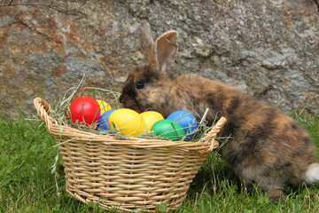 brown easter bunny sniffs a basket full of colourful easter eggs