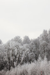 winter day after a snowfall