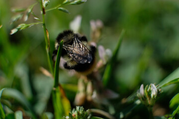 A macro shot of a bumblebee collecting pollen from a butterfly bush.
