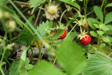 wild garden strawberry macro photo