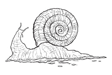 Snail. Isolated on white background. Hand drawn vector illustration