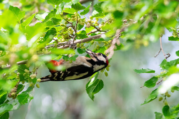 Picoides minor sit on the tree and eat/
Dendrocopos minor or Lesser spotted woodpecker bird in...