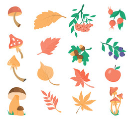 A set of autumn leaves, plants and mushrooms. Isolated design elements on a white background. The fruits of various trees, mountain ash, acorns, rose hips and currants. Mushrooms and foliage.