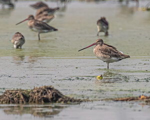 Black Tail Godwit in  lake