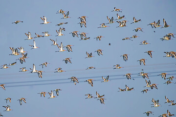 Blacktial godwits in group flight