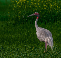 Sarus Crane in mustard Field