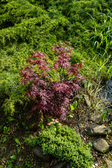 Japanese maple Acer palmatum Atropurpureum on bank of landscaped pond. Young carved red leaves on blurred background. selective focus. Spring landscape, fresh wallpaper, nature background concept