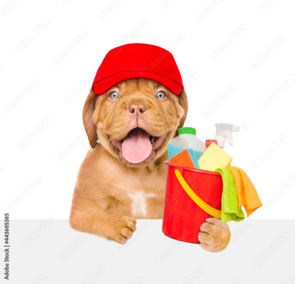 Poster cleaning concept. happy puppy wearing red cap holds bucket with washing fluids and rags in paws abov