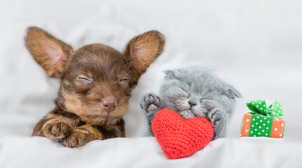 Cute kitten and Dachshund puppy sleep together with gift box under a white blanket on a bed at...