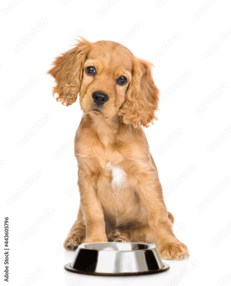 Poster english cocker spaniel puppy sits with empty bowl. isolated on white background