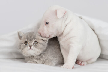 Miniature Bull Terrier puppy sniffs tiny kitten under warm blanket on a bed at home