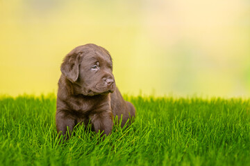 Portrait of a Chocolate Labrador Retriever puppy on green summer grass. Empty space for text