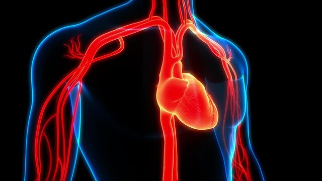 Human Circulatory System Heart Beat Anatomy Animation Concept