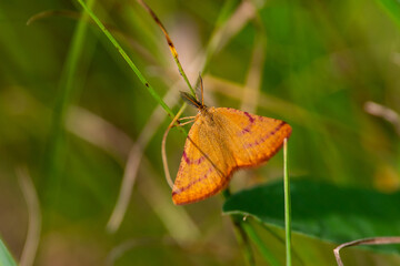 Lythria purpuraria sit on grass
purple-barred yellow buttefly in nature
