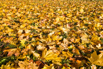 Yellow leaves of maple trees