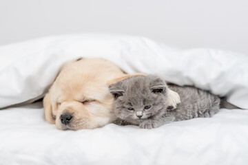 Friendly Golden retriever puppy hugs gray kitten. Pets sleep together under white warm blanket on a bed at home