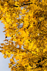 bright yellow foliage