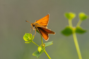 Thymelicus sylvestris sit on the grass, summer and spring scene. 
Small skipper orange butterfly