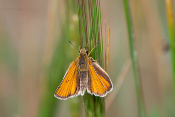 Thymelicus sylvestris sit on the grass, summer and spring scene. 
Small skipper orange butterfly