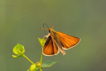 Thymelicus sylvestris sit on the grass, summer and spring scene. 
Small skipper orange butterfly