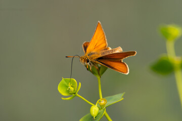 Thymelicus sylvestris sit on the grass, summer and spring scene. 
Small skipper orange butterfly