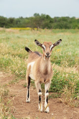 Naklejka na ściany i meble Little goat on summer meadow. Vertical photo