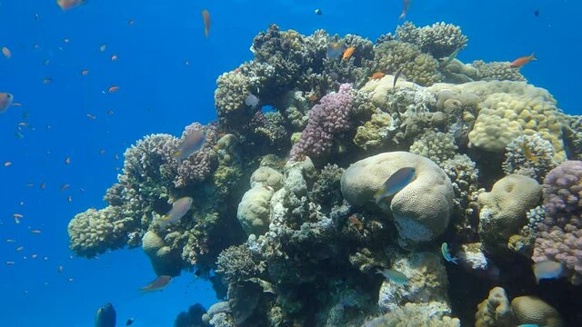 Slow motion, Colorful tropical fishes and beautiful coral reef on blue water background. Arabian Chromis (Chromis flavaxilla). Camera slowly moving forwards approaching a coral reef